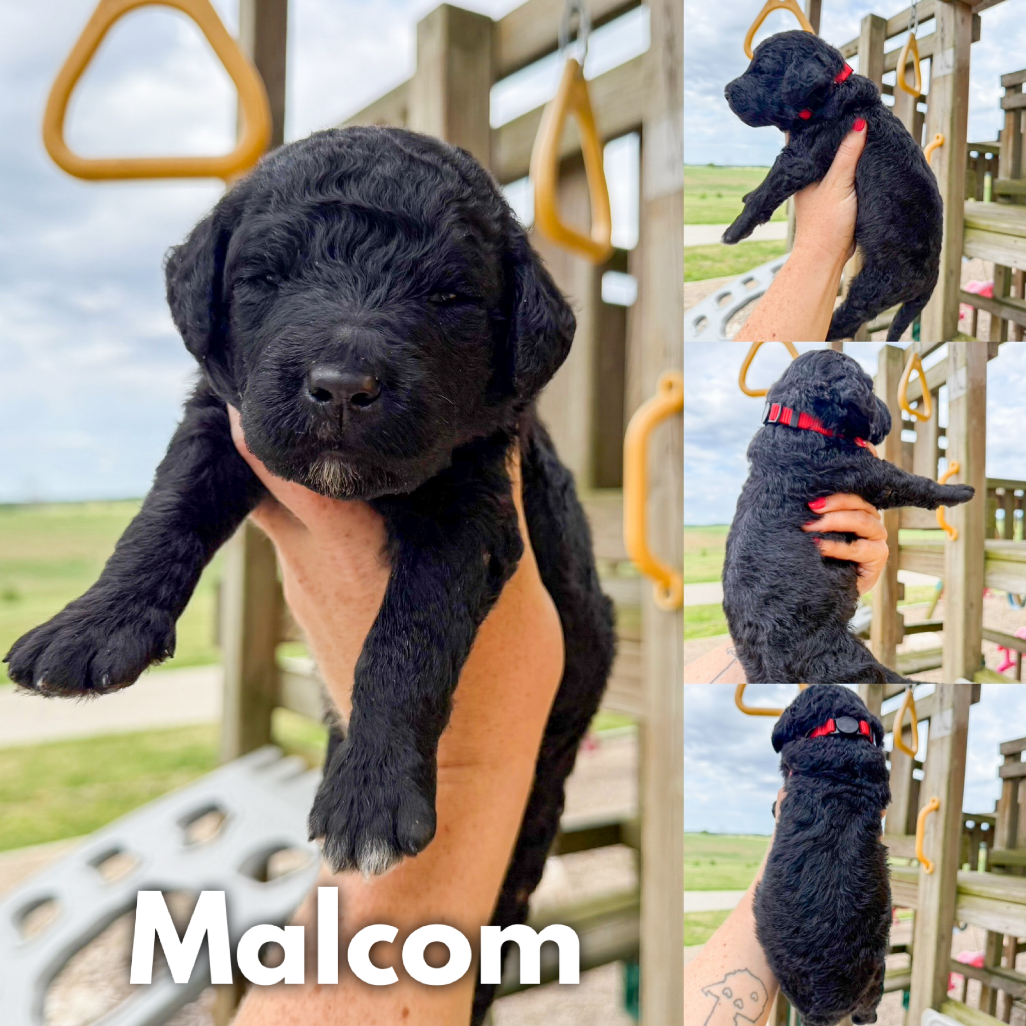 Malcom 1